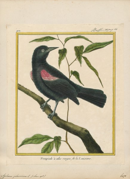 Agelaius phoeniceus, Print, The red-winged blackbird (Agelaius phoeniceus) is a passerine bird of