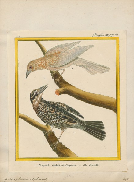 Agelaius phoeniceus, Print, The red-winged blackbird (Agelaius phoeniceus) is a passerine bird of