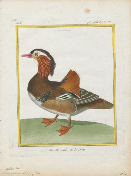 Aix galericulata, Print, The mandarin duck (Aix galericulata) is a perching duck species native to