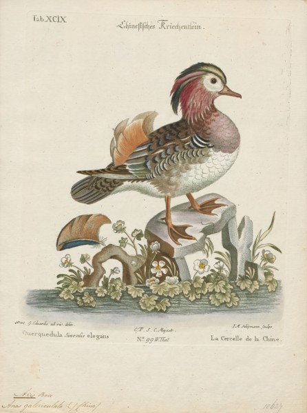 Aix galericulata, Print, The mandarin duck (Aix galericulata) is a perching duck species native to