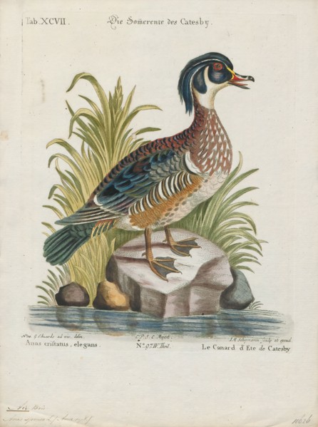 Aix sponsa, Print, The wood duck or Carolina duck (Aix sponsa) is a species of perching duck found