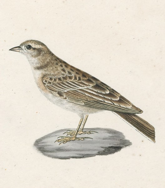 Alauda calandrella, Print, Alauda is a genus of larks found across much of Europe, Asia and in the