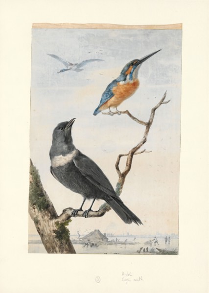 Alcedo ispida, Print, The common kingfisher (Alcedo atthis) also known as the Eurasian kingfisher,