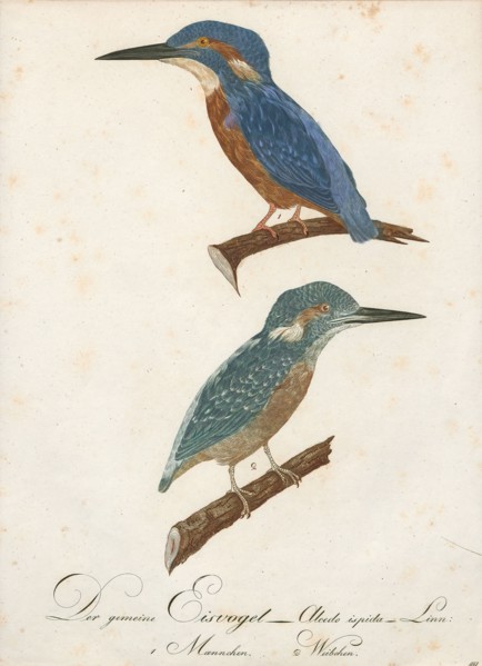 Alcedo ispida, Print, The common kingfisher (Alcedo atthis) also known as the Eurasian kingfisher,