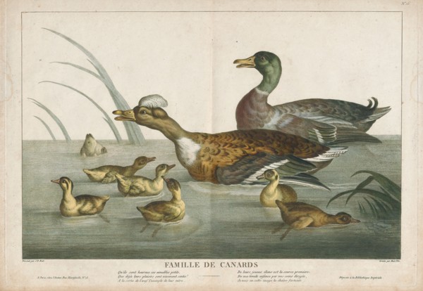 Anas boschas, Print, The mallard (Anas platyrhynchos) is a dabbling duck that breeds throughout the