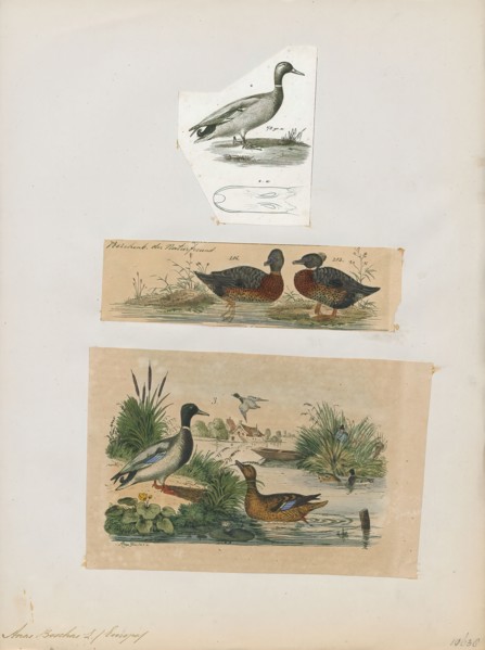 Anas boschas, Print, The mallard (Anas platyrhynchos) is a dabbling duck that breeds throughout the