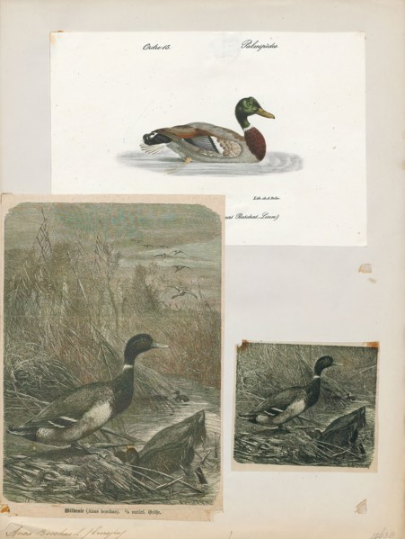 Anas boschas, Print, The mallard (Anas platyrhynchos) is a dabbling duck that breeds throughout the
