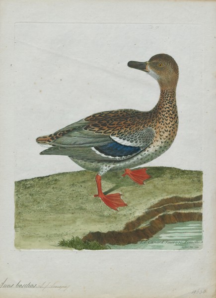 Anas boschas, Print, The mallard (Anas platyrhynchos) is a dabbling duck that breeds throughout the