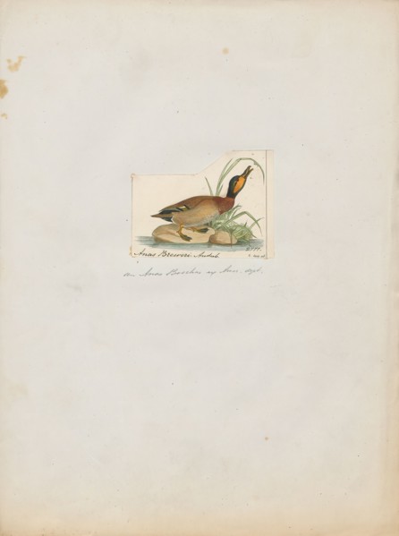Anas boschas, Print, The mallard (Anas platyrhynchos) is a dabbling duck that breeds throughout the