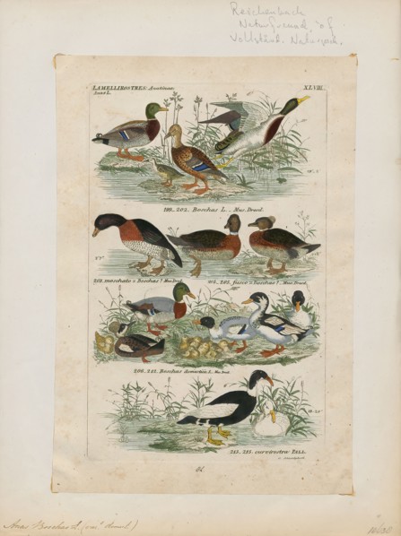 Anas boschas, Print, The mallard (Anas platyrhynchos) is a dabbling duck that breeds throughout the