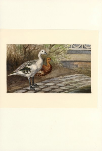 Anser magellanicus, Print, 1886
University of Amsterdam