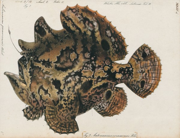 Antennarius goramensis, Print, Antennarius is a genus of 11 species of fish in the family