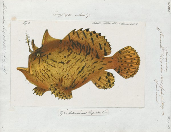 Antennarius hispidus, Print, The shaggy frogfish (Antennarius hispidus), is a marine fish in the