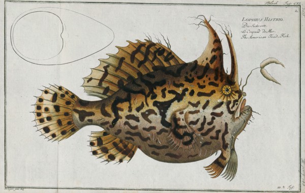 Antennarius histrio, Print, Antennarius is a genus of 11 species of fish in the family