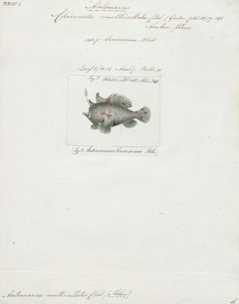 Antennarius multiocellatus, Print, The longlure frogfish (Antennarius multiocellatus) is a species