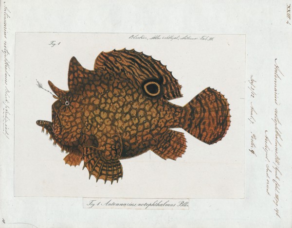 Antennarius notophthalmus, Print, Antennarius is a genus of 11 species of fish in the family