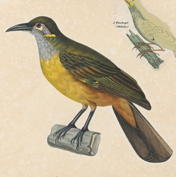 Anthochaera chrysotis, Print, Anthochaera is a genus of birds in the honeyeater family. The species