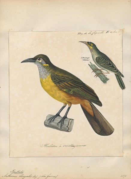 Anthochaera chrysotis, Print, Anthochaera is a genus of birds in the honeyeater family. The species
