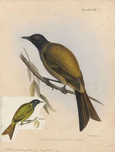 Anthornis melanocephala, Print, The Chatham bellbird (Anthornis melanocephala) is an extinct