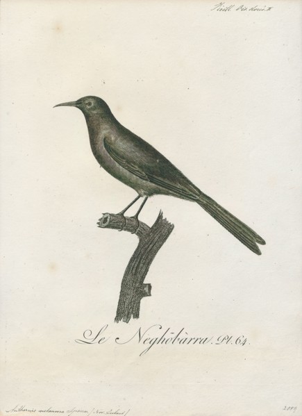 Anthornis melanura, Print, The New Zealand bellbird (Anthornis melanura), also known by its Maori