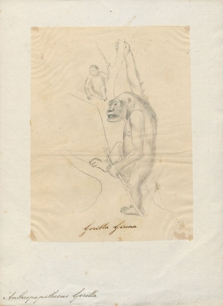 Anthropopithecus gorilla, Print, 1700-1880
University of Amsterdam