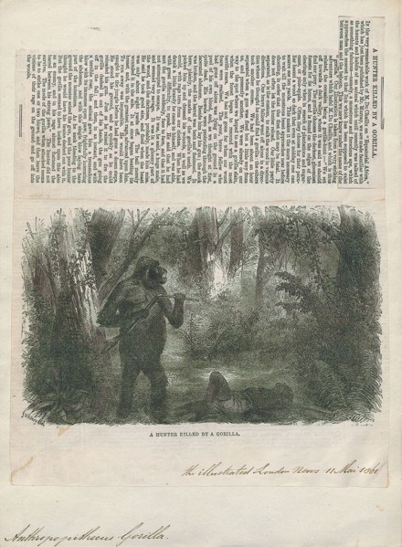 Anthropopithecus gorilla, Print, 1861
University of Amsterdam