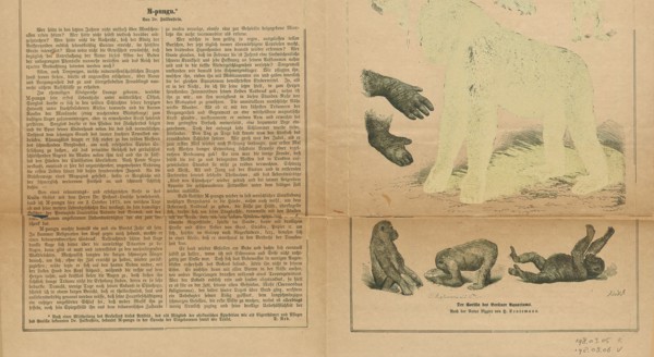 Anthropopithecus gorilla, Print, 1876
University of Amsterdam