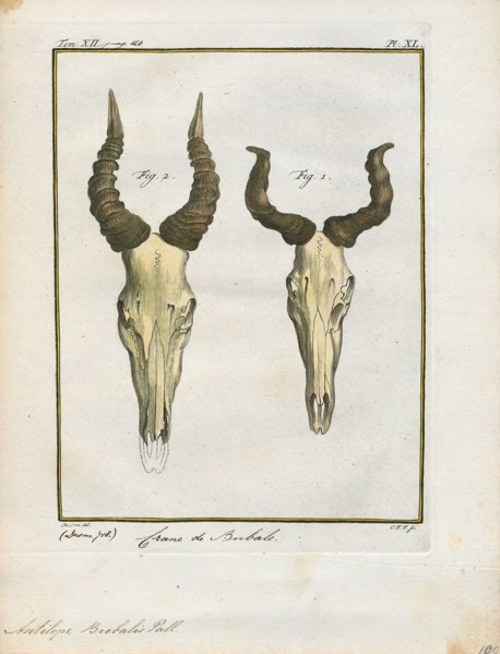 Antilope bubalis, Print, Blackbuck, The blackbuck (Antilope cervicapra), also known as the Indian