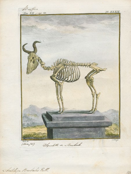 Antilope bubalis, Print, Blackbuck, The blackbuck (Antilope cervicapra), also known as the Indian
