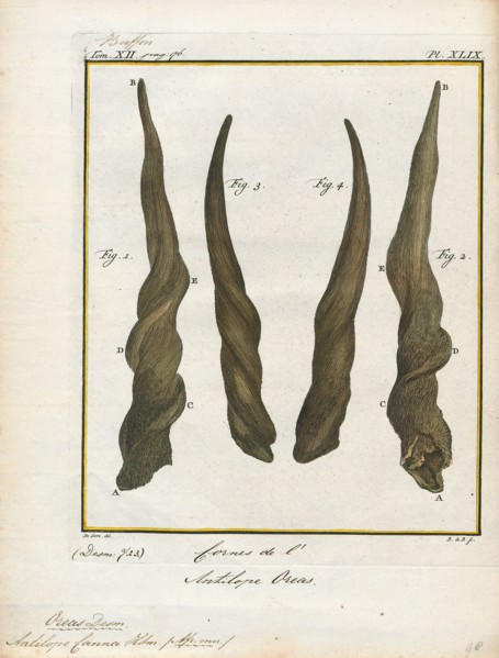 Antilope canna, Print, Blackbuck, The blackbuck (Antilope cervicapra), also known as the Indian