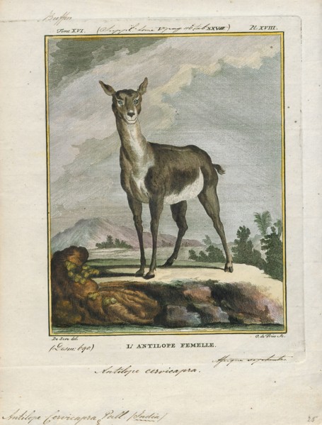 Antilope cervicapra, Print, The blackbuck (Antilope cervicapra), also known as the Indian antelope,