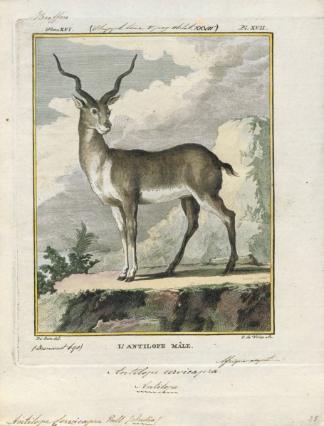 Antilope cervicapra, Print, The blackbuck (Antilope cervicapra), also known as the Indian antelope,
