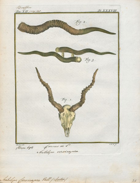 Antilope cervicapra, Print, The blackbuck (Antilope cervicapra), also known as the Indian antelope,
