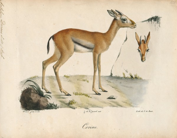 Antilope dorcas, Print, Blackbuck, The blackbuck (Antilope cervicapra), also known as the Indian