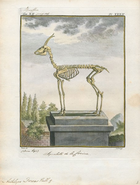 Antilope dorcas, Print, Blackbuck, The blackbuck (Antilope cervicapra), also known as the Indian