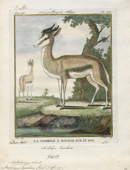 Antilope euchore, Print, Blackbuck, The blackbuck (Antilope cervicapra), also known as the Indian