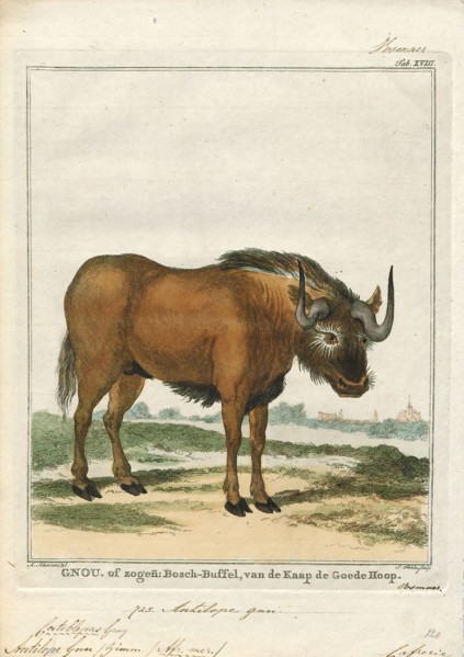 Antilope gnu, Print, The black wildebeest or white-tailed gnu (Connochaetes gnou) is one of the two