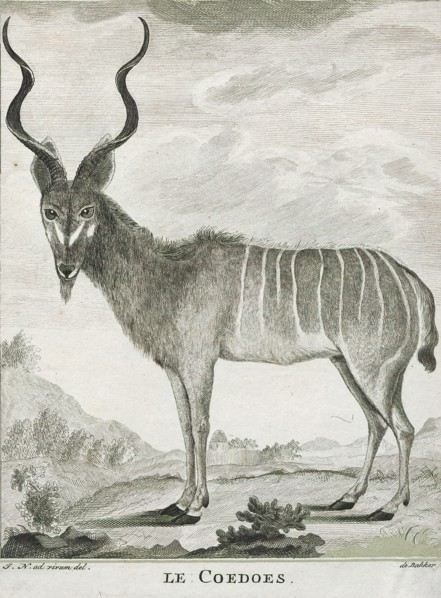 Antilope kudu, Print, Blackbuck, The blackbuck (Antilope cervicapra), also known as the Indian