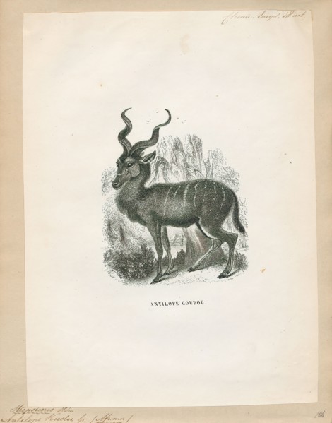 Antilope kudu, Print, Blackbuck, The blackbuck (Antilope cervicapra), also known as the Indian