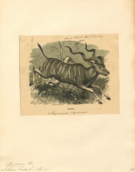 Antilope kudu, Print, Blackbuck, The blackbuck (Antilope cervicapra), also known as the Indian