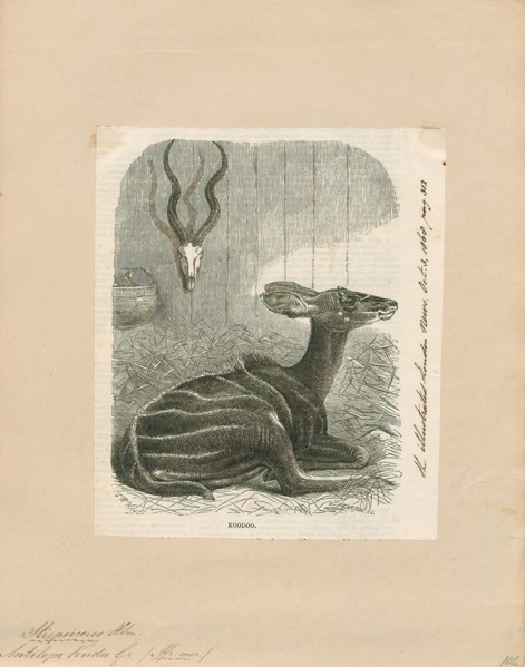 Antilope kudu, Print, Blackbuck, The blackbuck (Antilope cervicapra), also known as the Indian