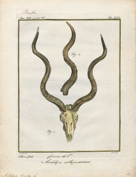 Antilope kudu, Print, Blackbuck, The blackbuck (Antilope cervicapra), also known as the Indian