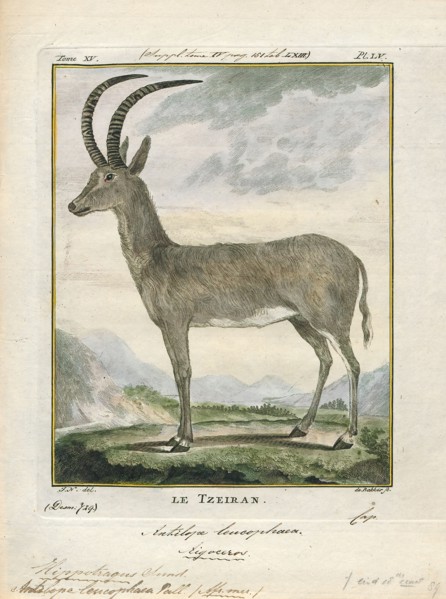 Antilope leucophaea, Print, Blackbuck, The blackbuck (Antilope cervicapra), also known as the