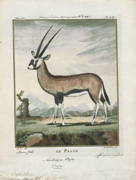 Antilope oryx, Print, Blackbuck, The blackbuck (Antilope cervicapra), also known as the Indian