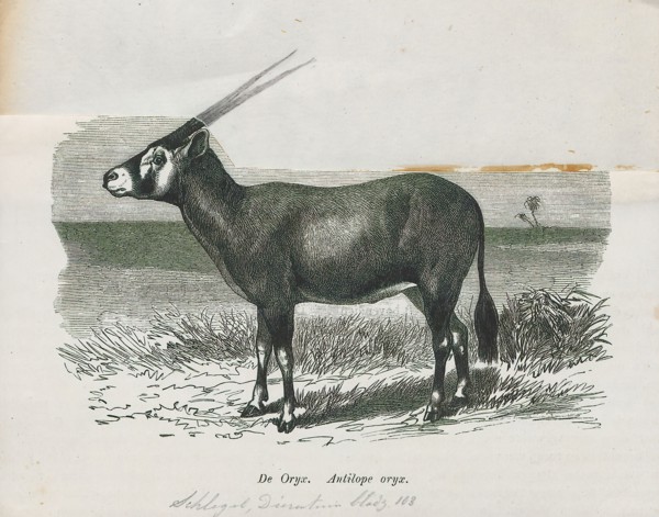 Antilope oryx, Print, Blackbuck, The blackbuck (Antilope cervicapra), also known as the Indian