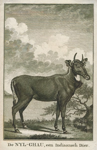 Antilope picta, Print, Blackbuck, The blackbuck (Antilope cervicapra), also known as the Indian
