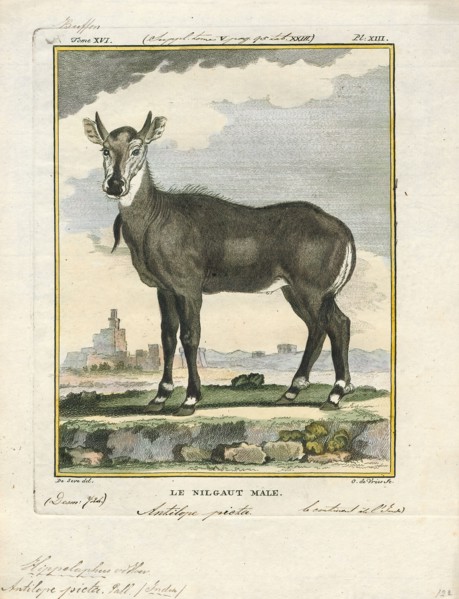 Antilope picta, Print, Blackbuck, The blackbuck (Antilope cervicapra), also known as the Indian