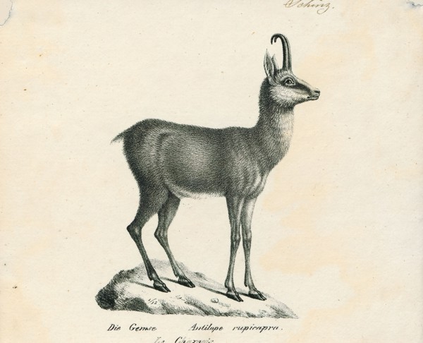 Antilope rupicapra, Print, Blackbuck, The blackbuck (Antilope cervicapra), also known as the Indian
