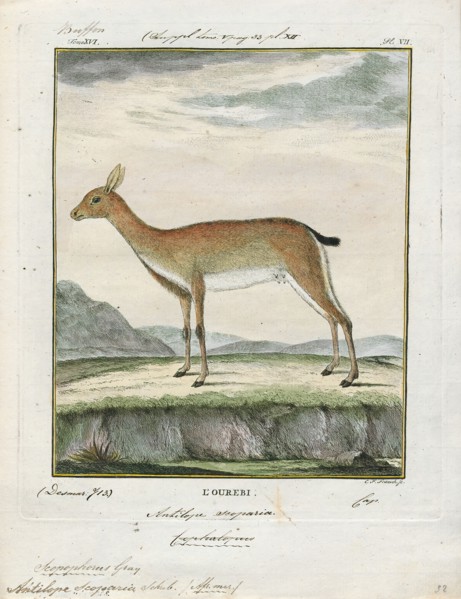 Antilope scoparia, Print, Blackbuck, The blackbuck (Antilope cervicapra), also known as the Indian