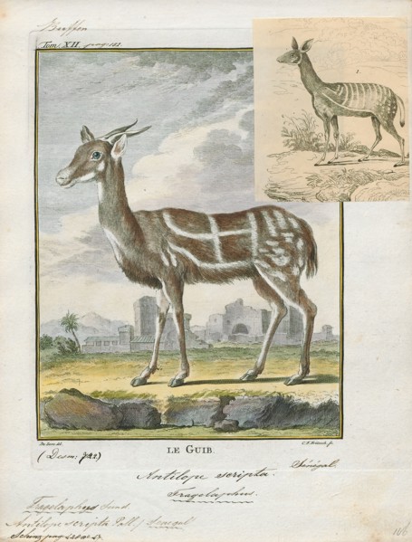 Antilope scripta, Print, Blackbuck, The blackbuck (Antilope cervicapra), also known as the Indian